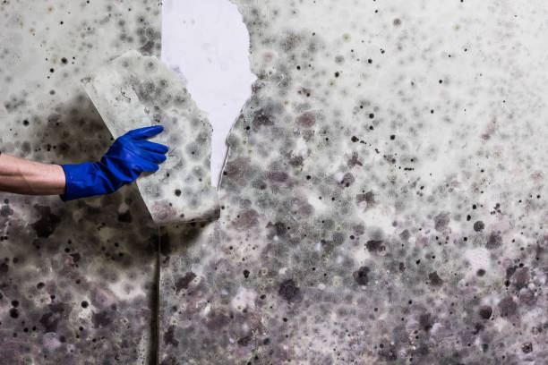 Best Attic Mold Remediation in Perkasie, PA