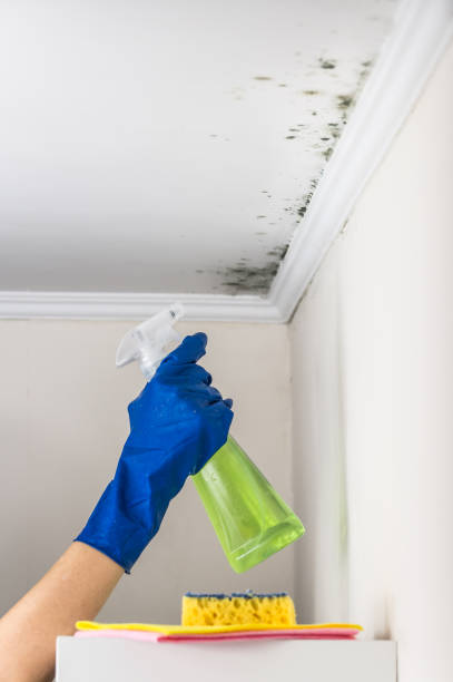 Best Residential Mold Remediation in Perkasie, PA